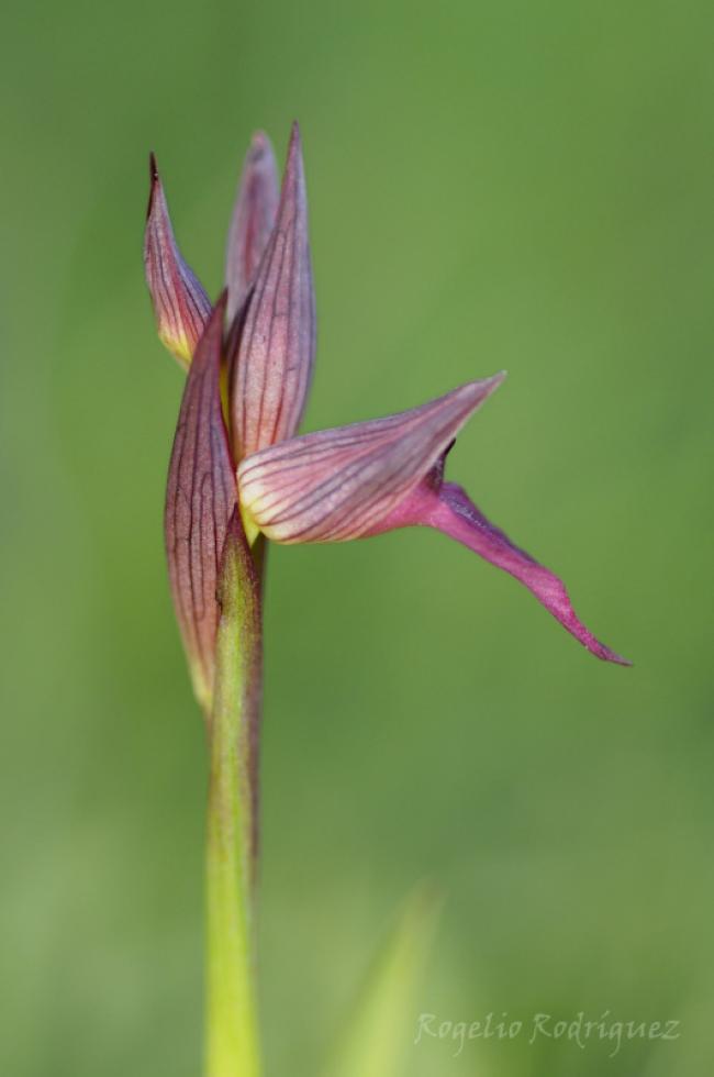 Imagen 33 de la galería de Orquideas